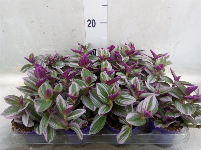 <h4>Tradescantia albif. 'Nanouk'</h4>