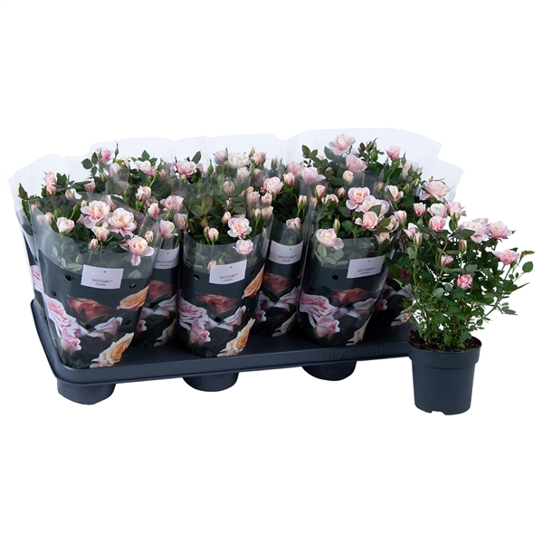 <h4>Nolina Roses Ø 10,5 cm. Piia st. 1-2</h4>