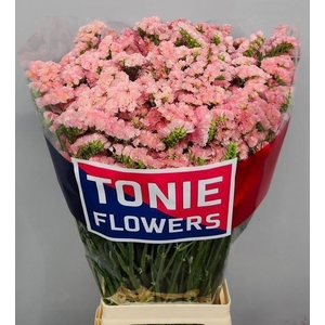 LIMONIUM SINUATUM 'EMMA PEACH'