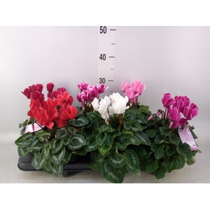 Cyclamen MD 'Macro'