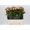 Paeonia Florence Nicholls