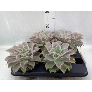 Echeveria   ...