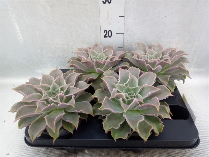 Echeveria   ...