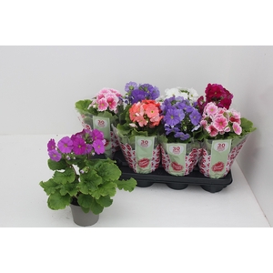 PRIM OB SWEETK A GEM