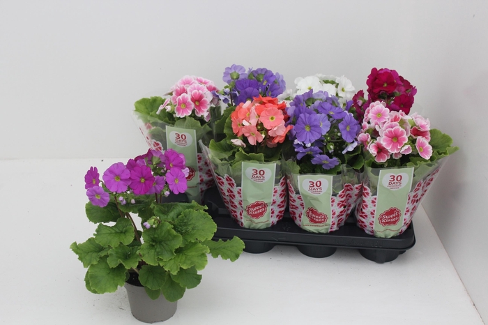 <h4>PRIM OB SWEETK A GEM</h4>