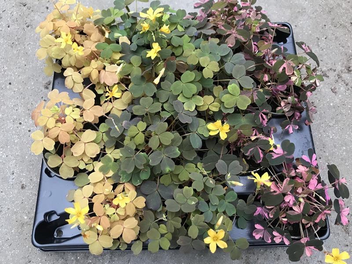 <h4>OXALIS VULCANICOLA</h4>