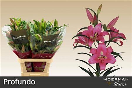 <h4>Li Ot Profundo</h4>