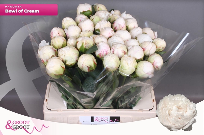 <h4>PAEO L BOWL OF CREAM</h4>