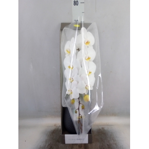 Phalaenopsis   ...white