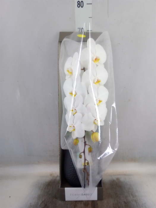 <h4>Phalaenopsis   ...white</h4>
