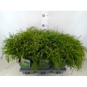 Chamaecyparis pis. 'Filifer Nana'