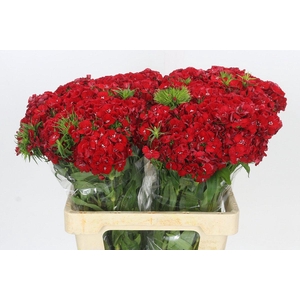 Dianthus Br Aldo Red