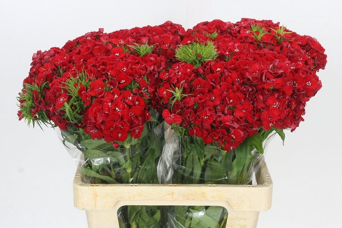 <h4>Dianthus Br Aldo Red</h4>