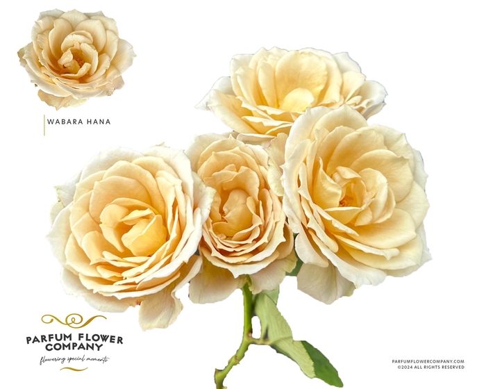 <h4>Rosa Spray a Wabara Hana</h4>