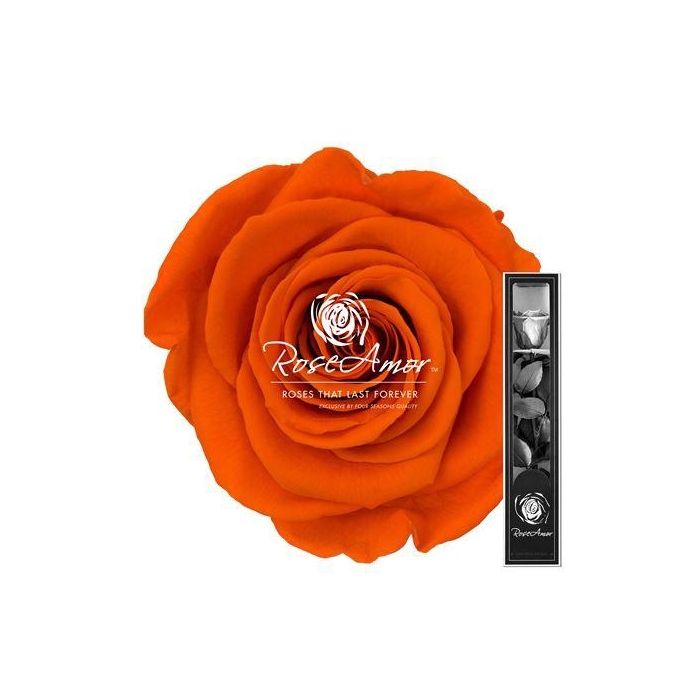 <h4>30cm Stem Ora02</h4>