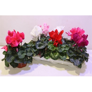 arr8 Cycl Gr Sup Vintro