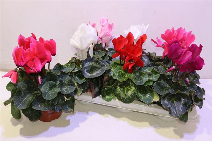 <h4>Cycl Gr Sup Vintro</h4>