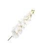 Phalaenopsis White