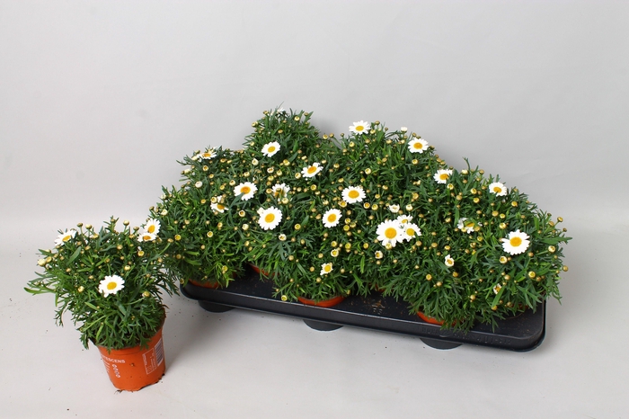 <h4>ARG MO HELIO WHITE</h4>