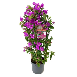 Bougainvillea glabra 'Sanderiana'