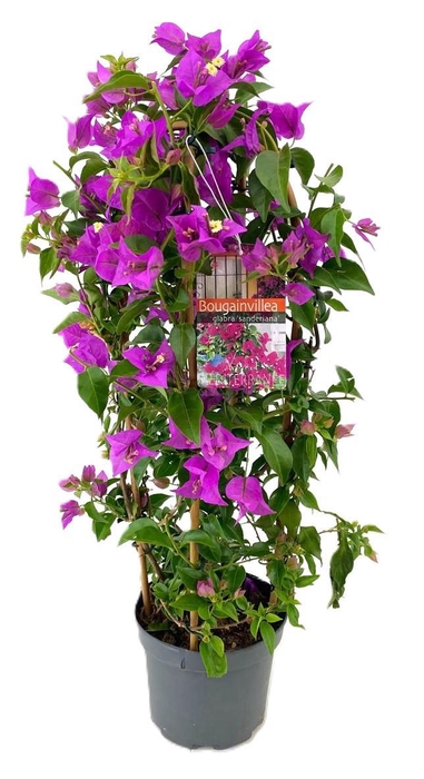 <h4>Bougainvillea glabra 'Sanderiana'</h4>