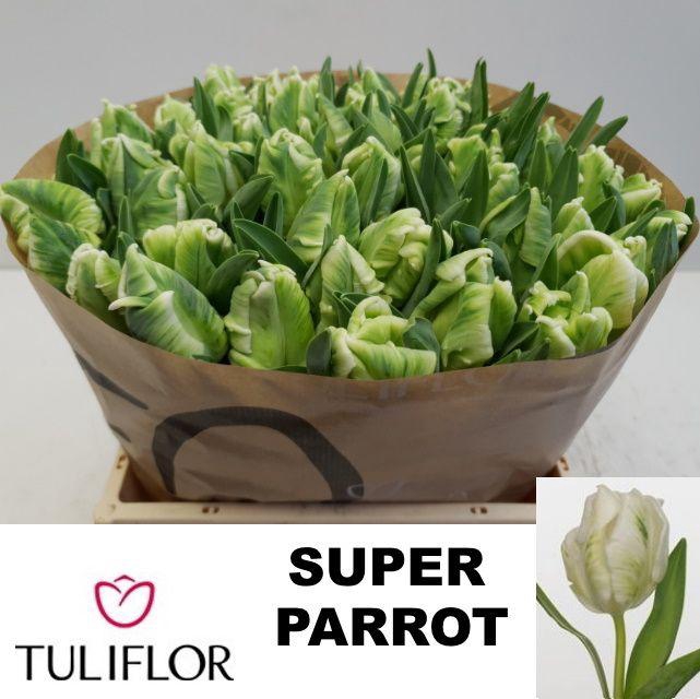 <h4>Tu Pa Super Parrot</h4>