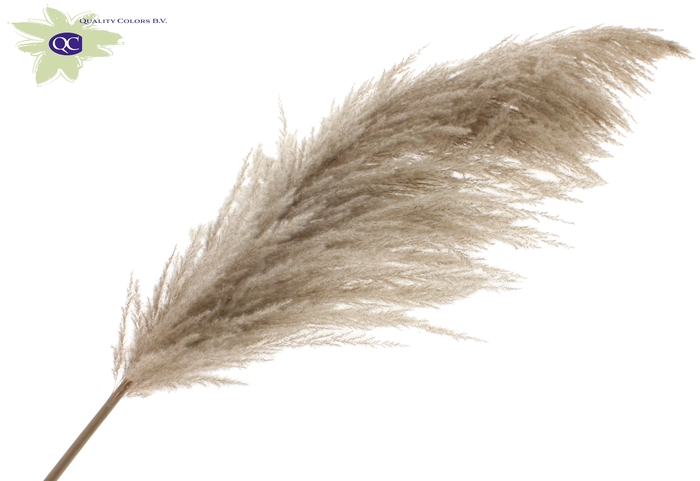 <h4>Pampas grass ± 175cm p/pc in poly natural</h4>