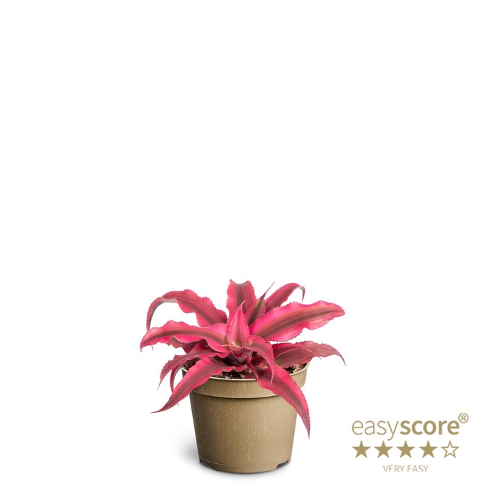 <h4>CRYPTANTHUS BIVITTATUS P6</h4>