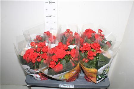 <h4>Beg Du Baladin</h4>