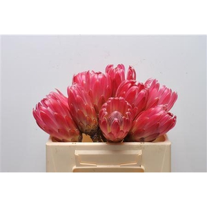 Protea Brenda No Leaves