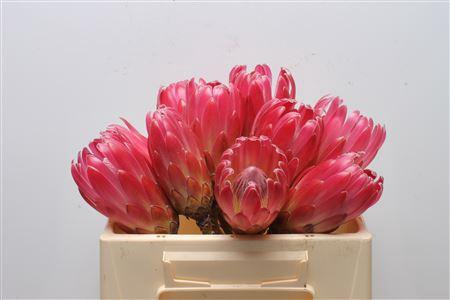 <h4>Protea Brenda No Leaves</h4>