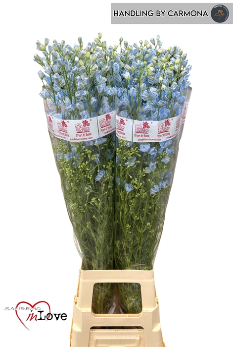 <h4>DELPH EN M PLAT BLUE</h4>