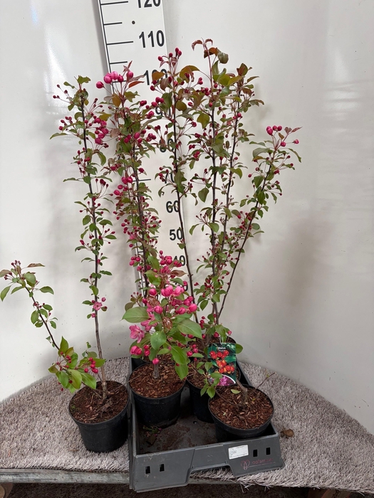 <h4>MALUS RUDOLPH</h4>