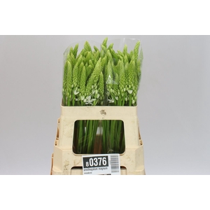 Ornithogalum Magnum Moskou