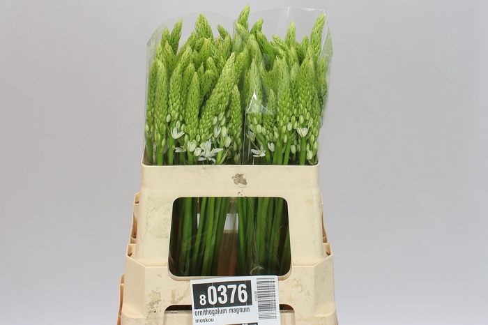 <h4>Ornithogalum Magnum Moskou</h4>