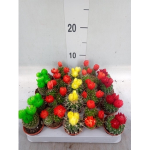 Cactus ...decorated