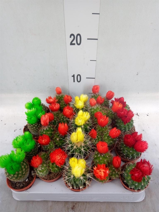 <h4>Cactus   ...decorated</h4>
