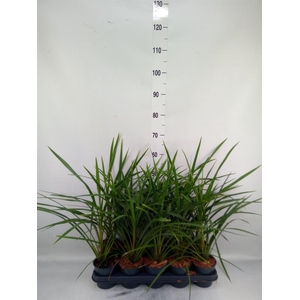 Cordyline indivisa 'Peko'