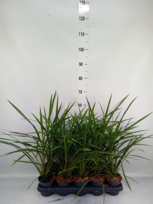 <h4>Cordyline indivisa 'Peko'</h4>