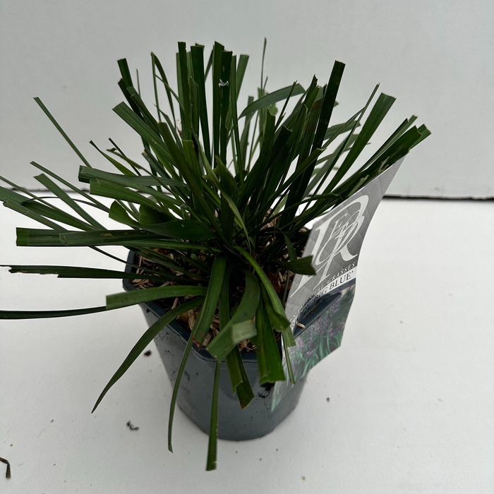 <h4>Liriope muscari</h4>