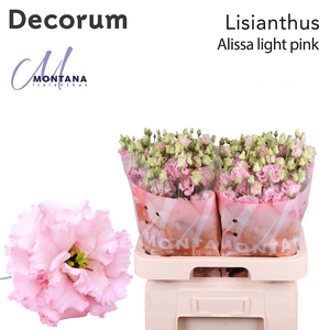 Lisianthus Alissa light Pink 70cm