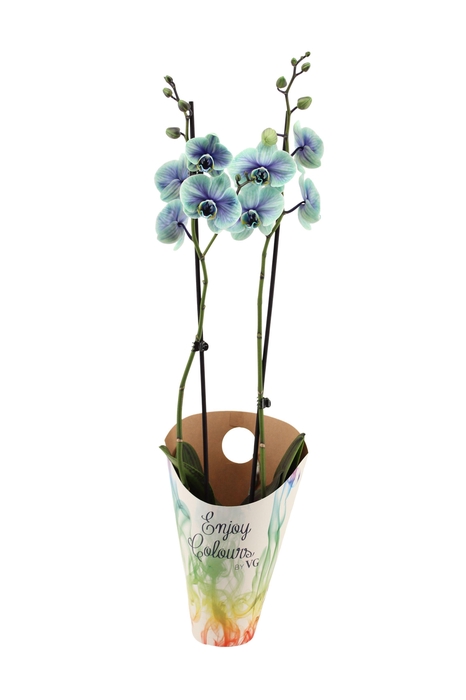 <h4>Enjoy Potcover Phal I Am Northern Light 2T14+</h4>