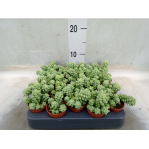 Sedum burrito