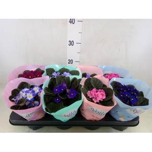 Saintpaulia   ...mix