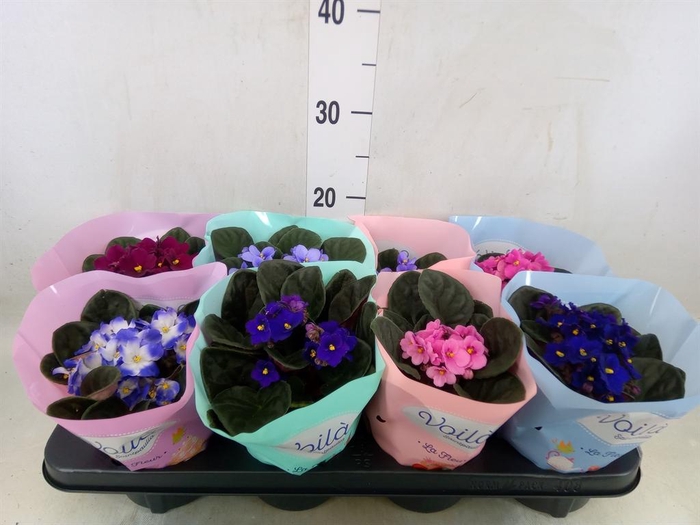 <h4>Saintpaulia   ...mix</h4>