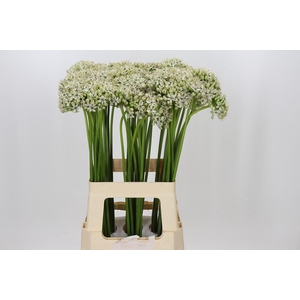 Allium Nigrum