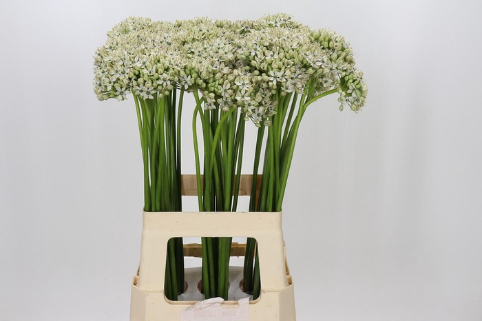 <h4>Allium Nigrum</h4>