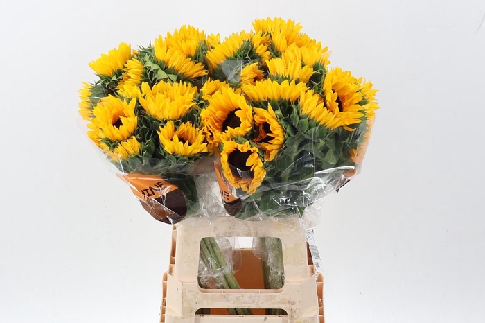 <h4>Heli Orange Fire</h4>