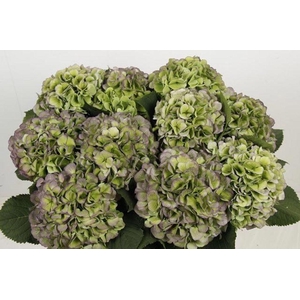 Hydrangea verena blue classic