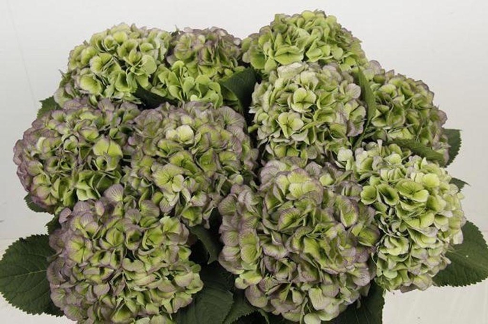 <h4>Hydrangea verena blue classic</h4>